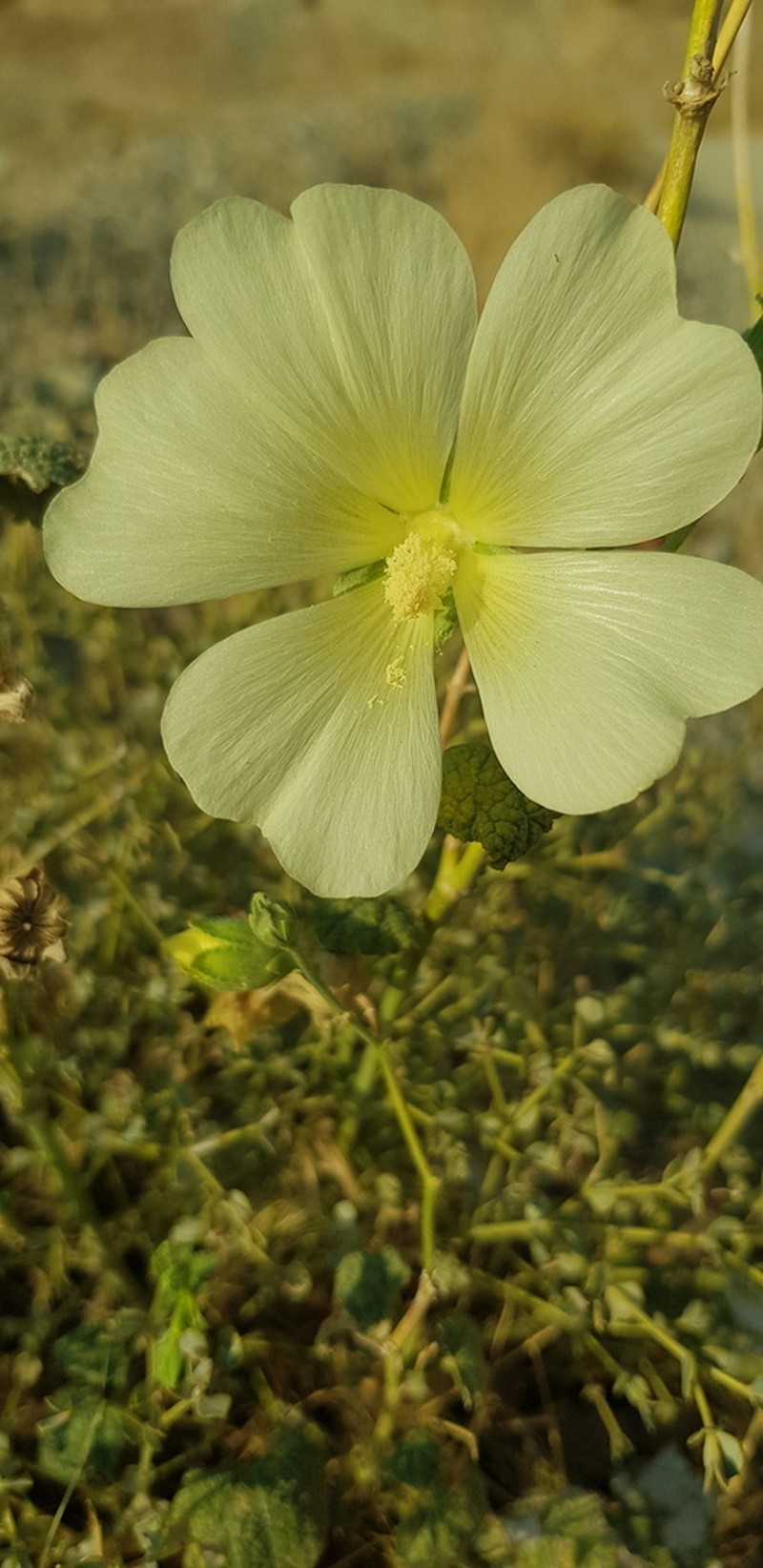 Alcea longipedicellata photo 4