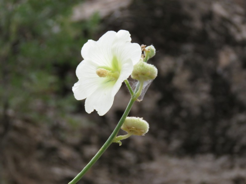 Alcea longipedicellata photo 5