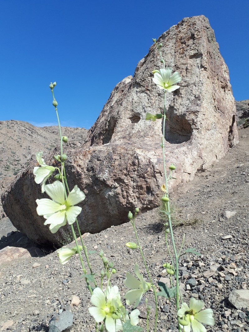 Alcea longipedicellata photo 6