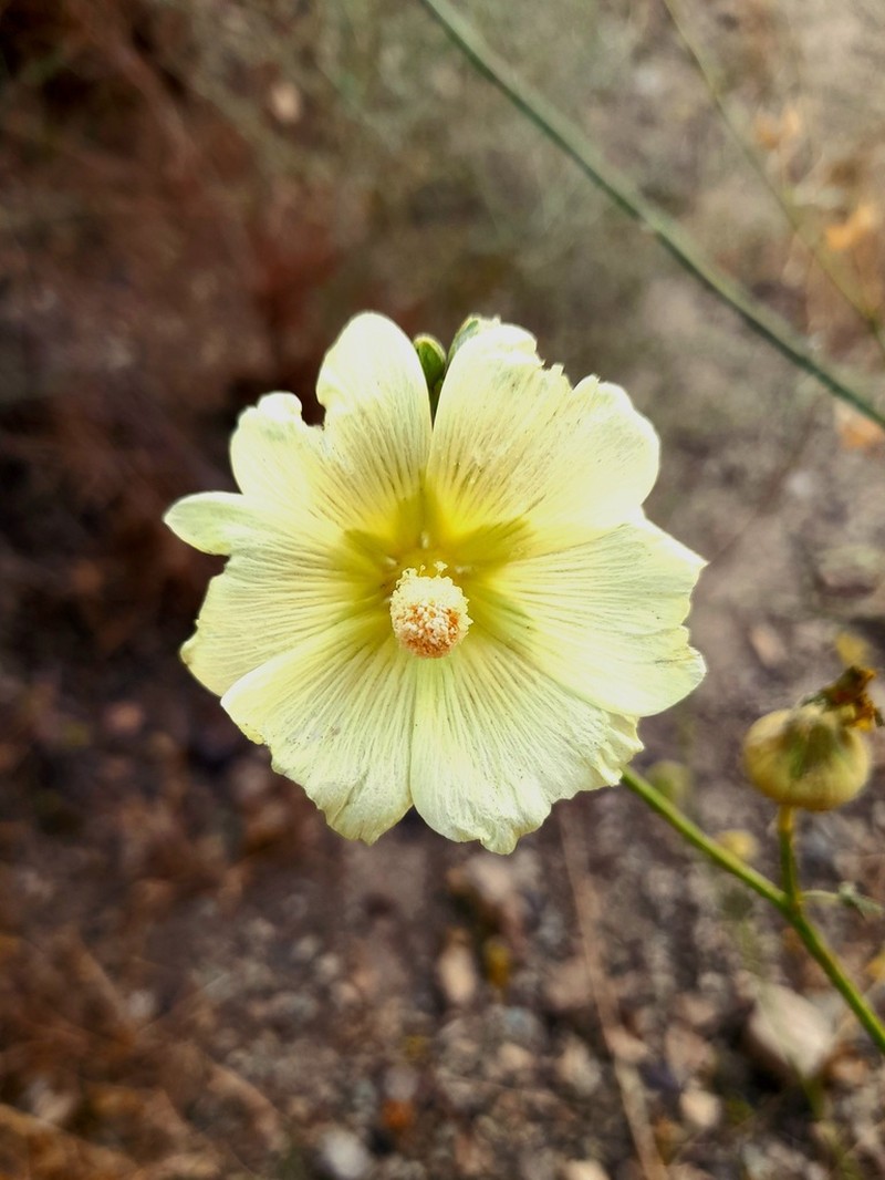 Alcea longipedicellata photo 8