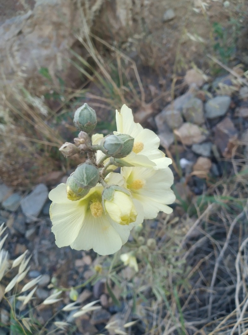 Alcea mosulensis