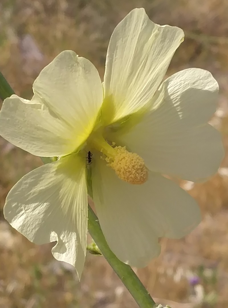 Alcea mosulensis photo 2