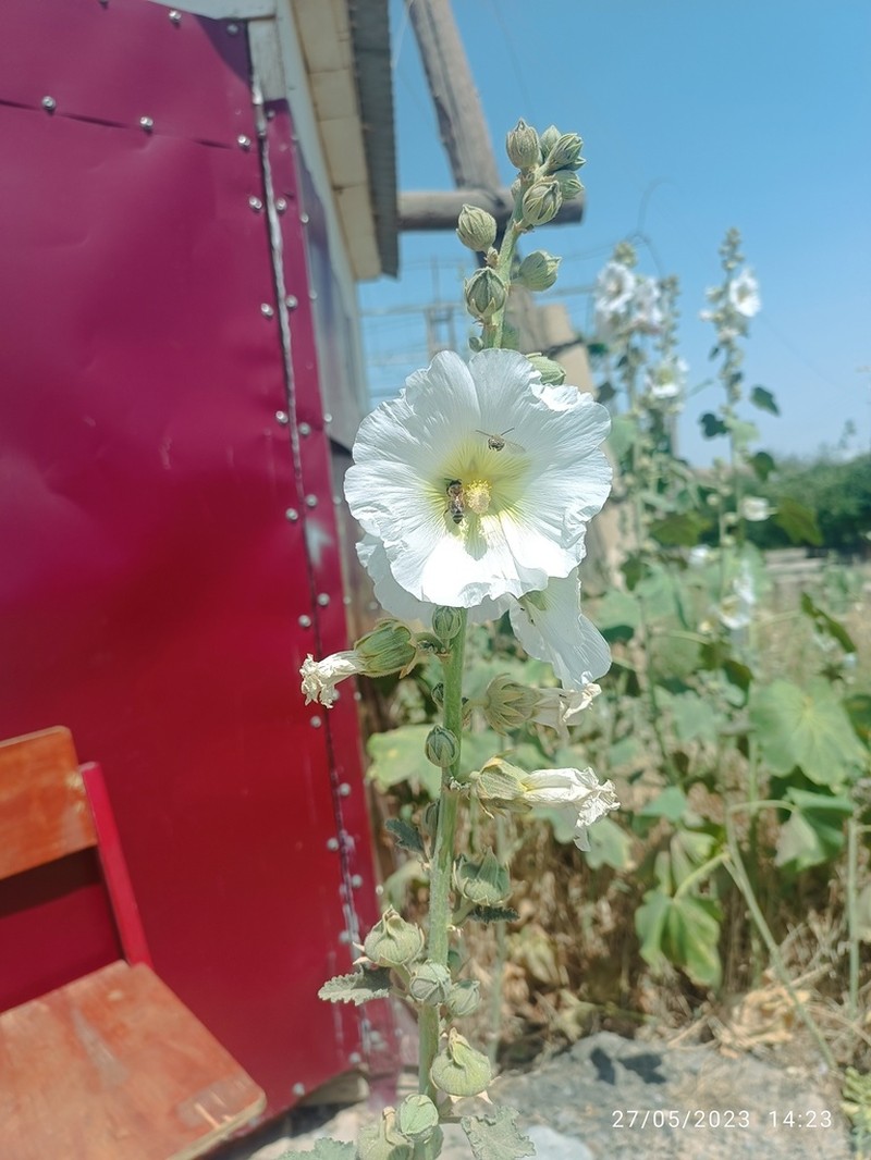 Alcea nudiflora