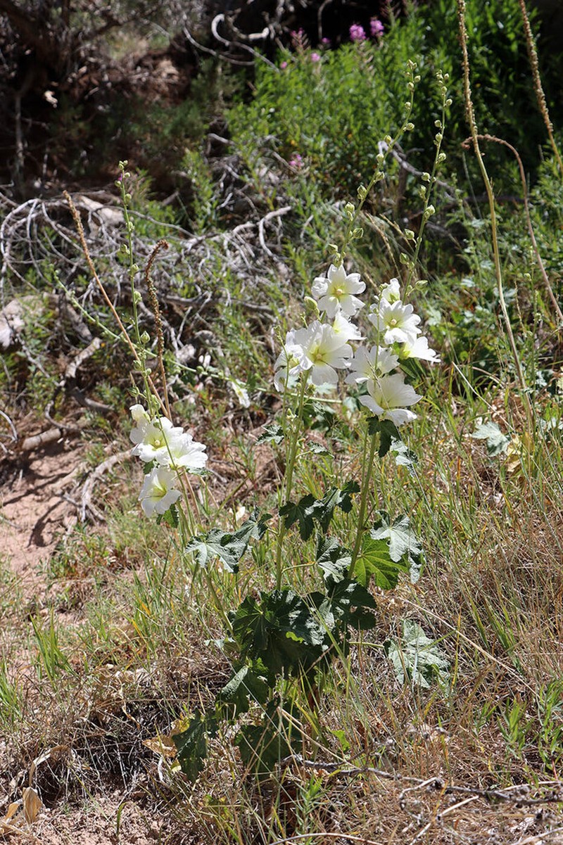 Alcea nudiflora photo 2