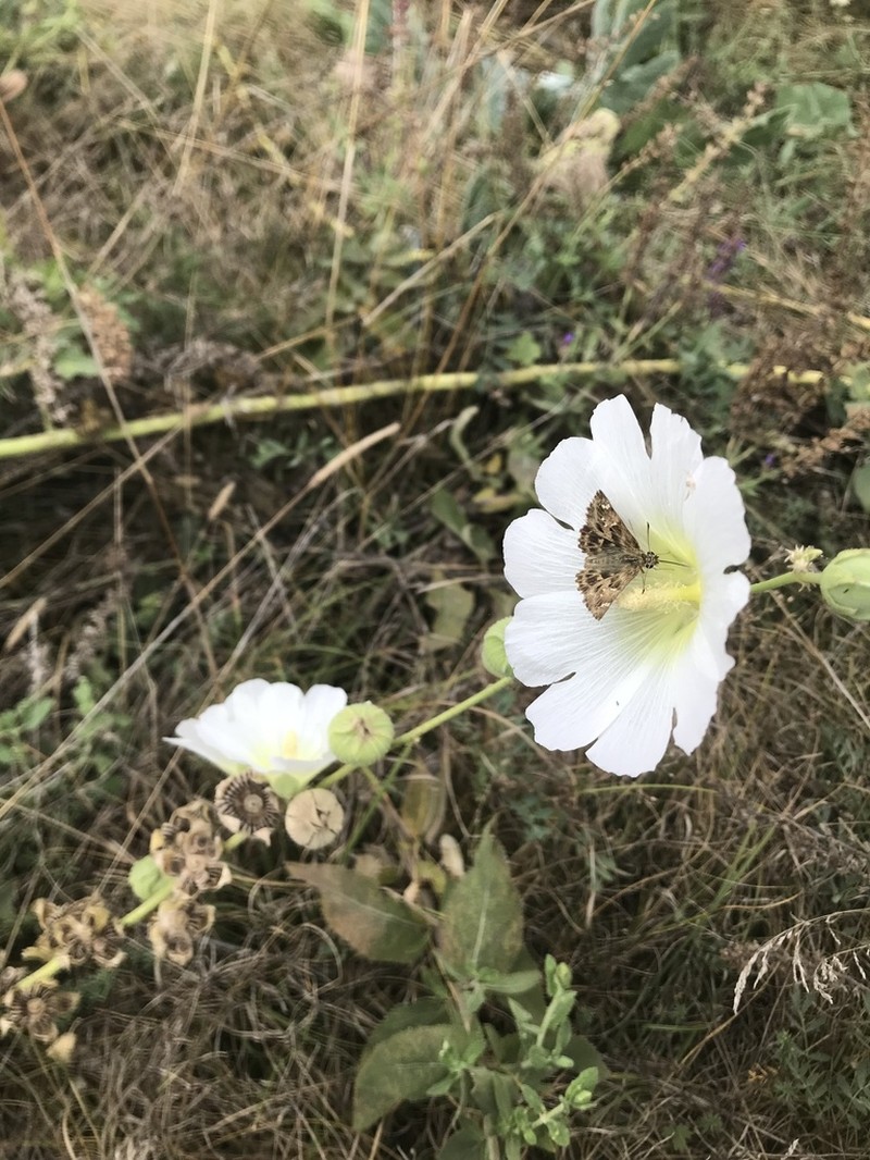 Alcea nudiflora photo 4