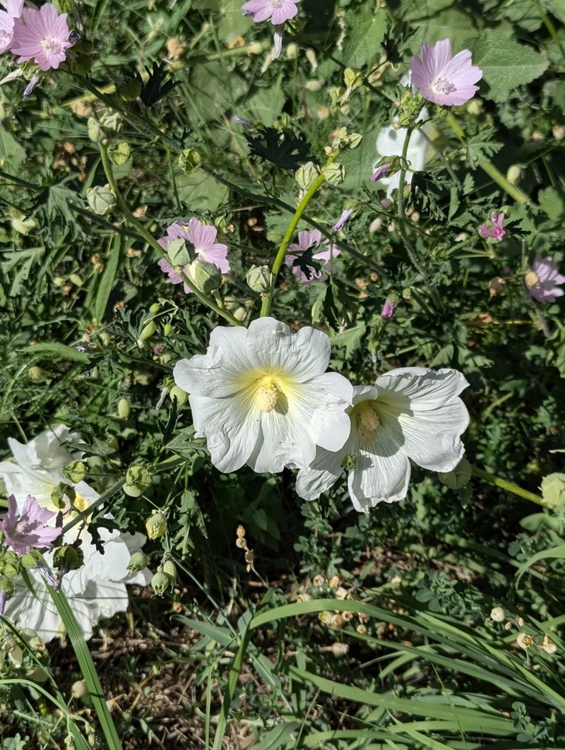 Alcea nudiflora photo 5