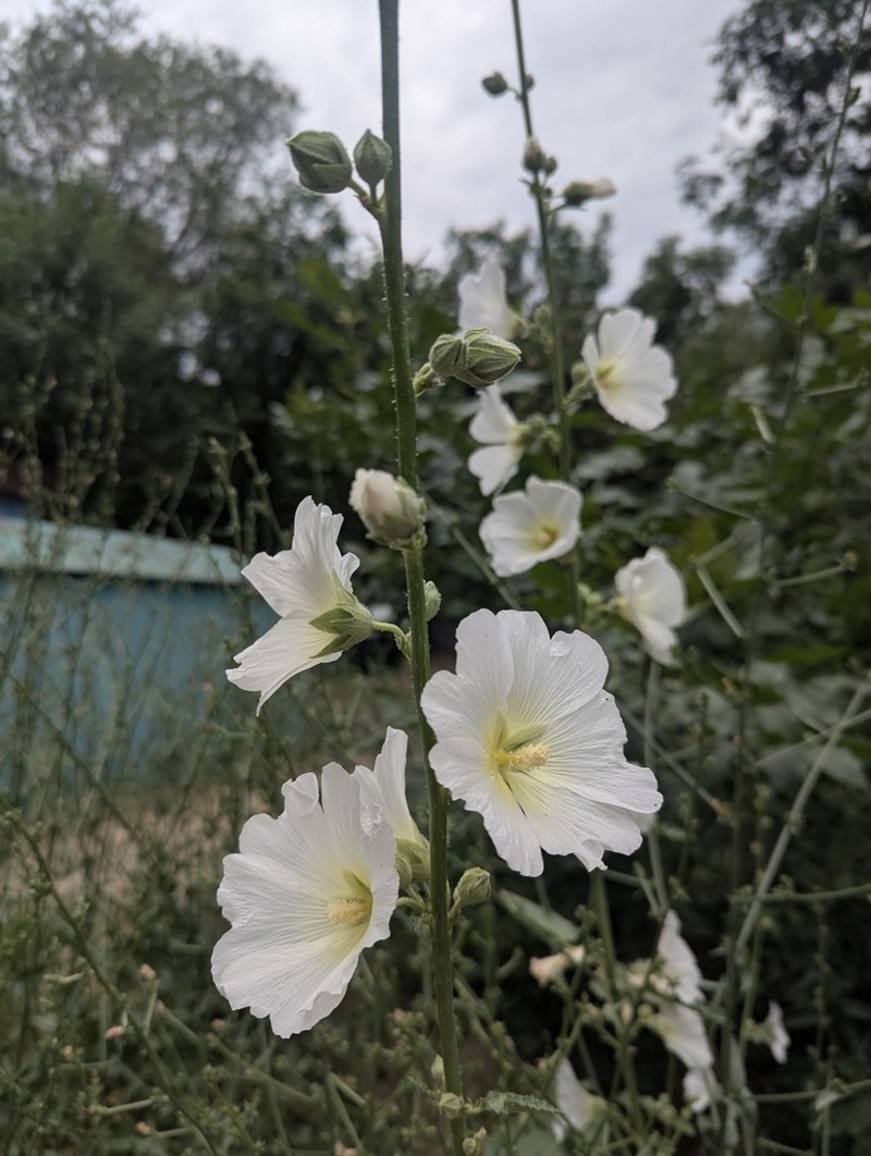 Alcea nudiflora photo 6