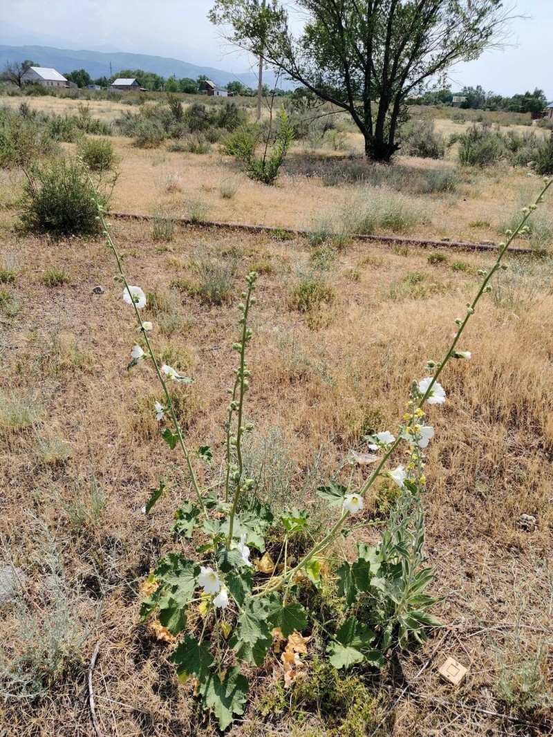 Alcea nudiflora photo 7