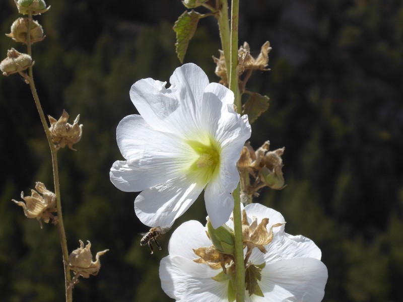 Alcea nudiflora photo 8