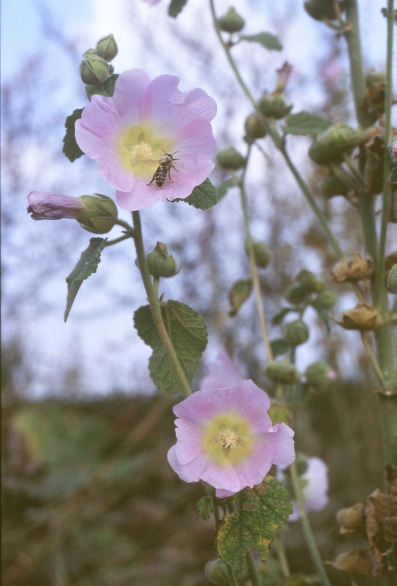 Hollyhock