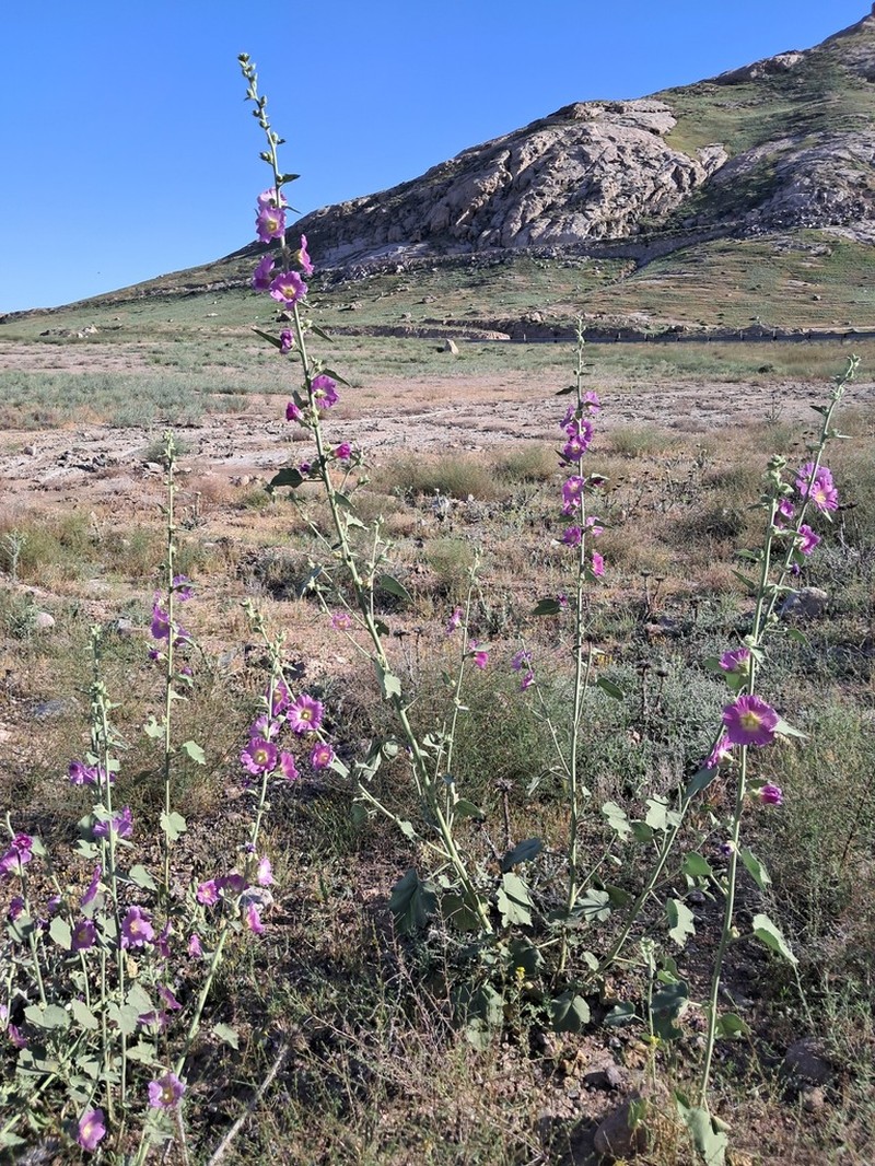 Alcea rhyticarpa