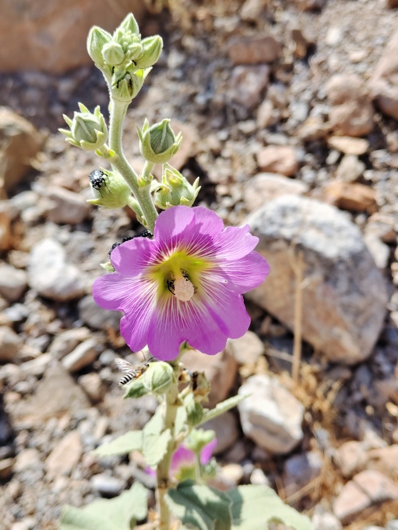 Alcea rhyticarpa photo 2