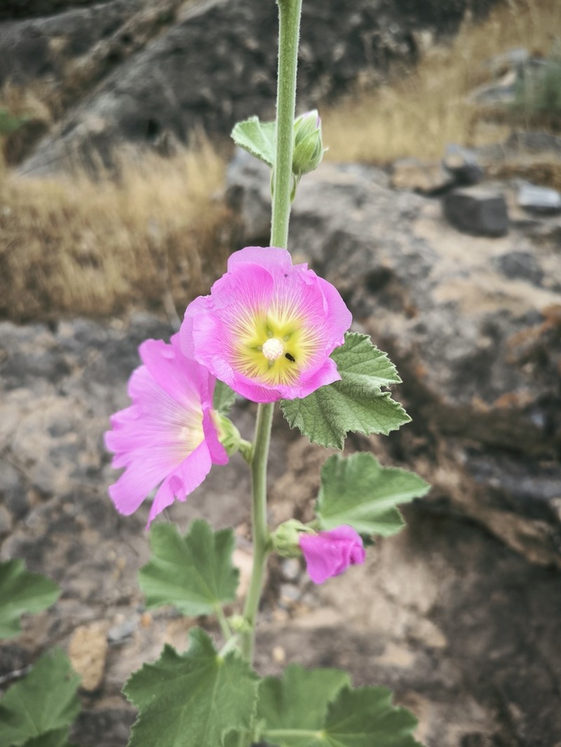 Alcea rhyticarpa photo 3