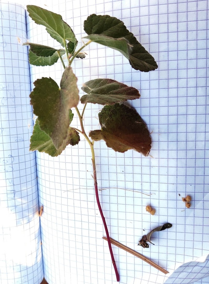 Alcea rhyticarpa photo 5