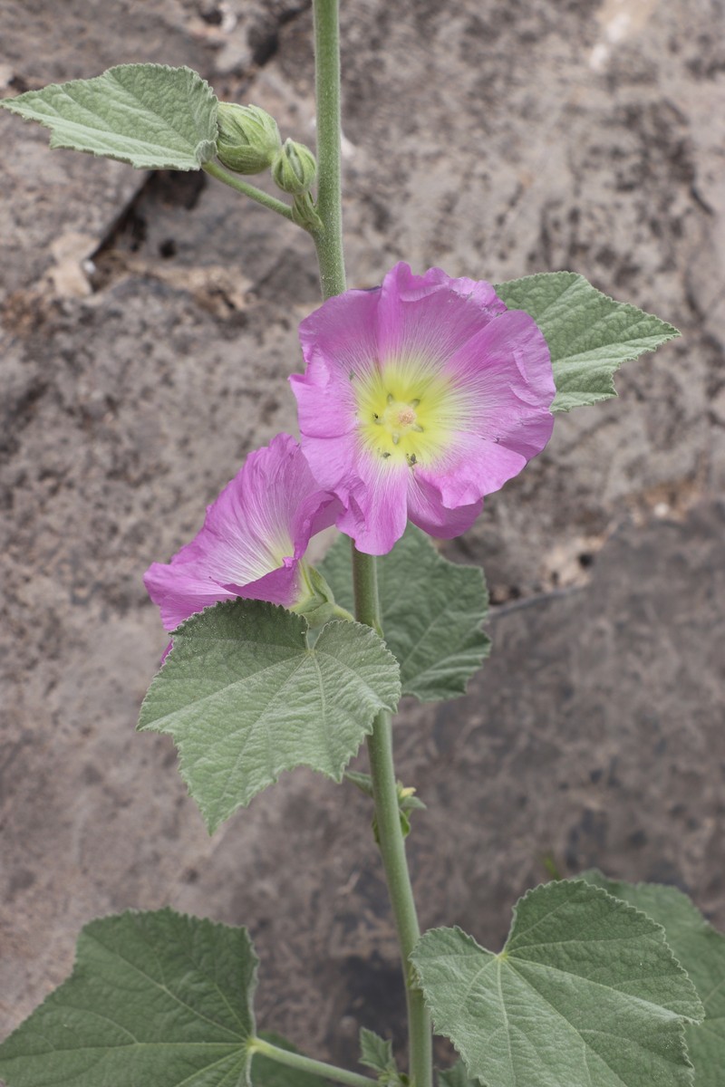 Alcea rhyticarpa photo 6