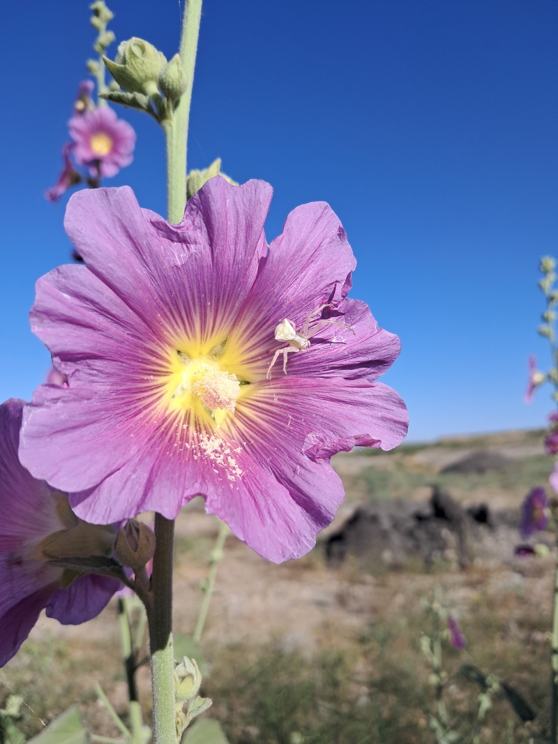 Alcea rhyticarpa photo 7