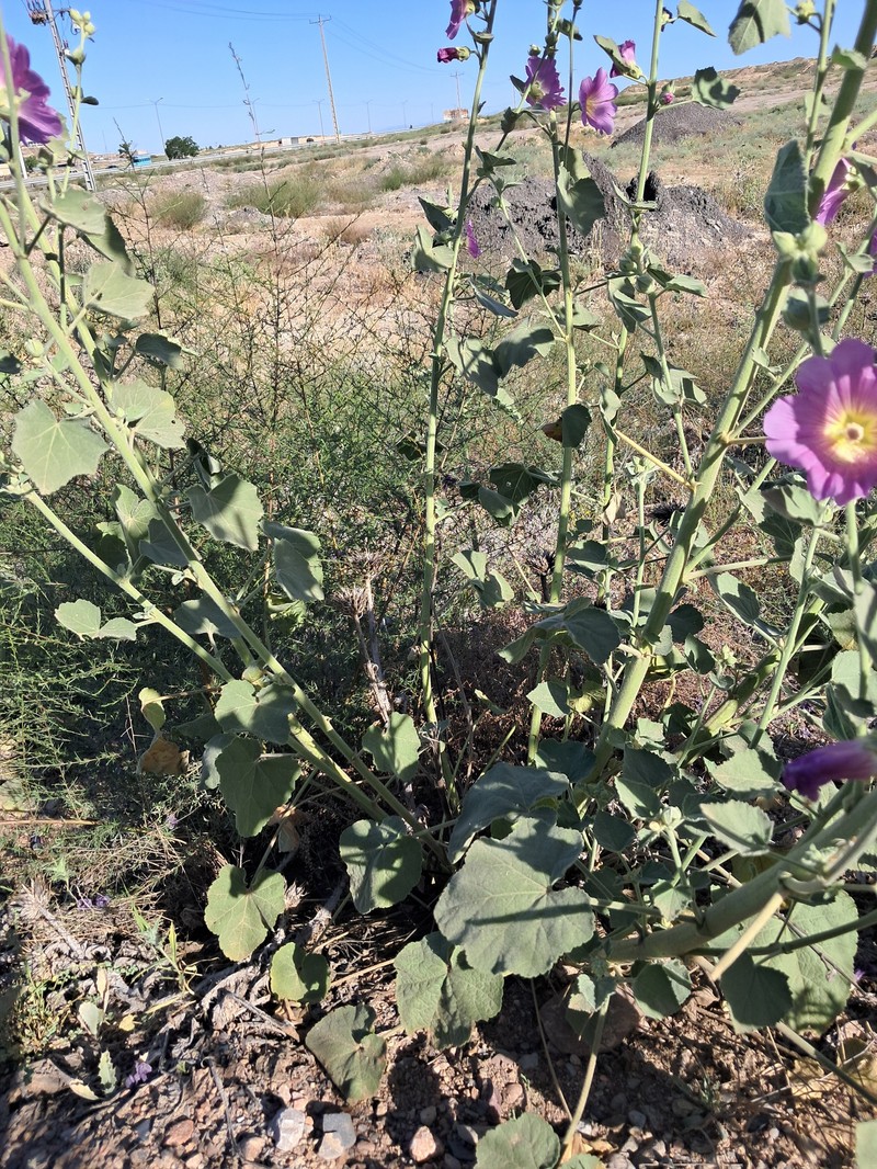 Alcea rhyticarpa photo 8