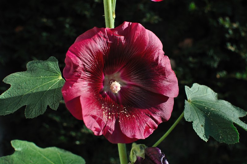 Hollyhock
