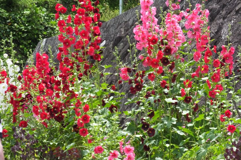 Hollyhock photo 2