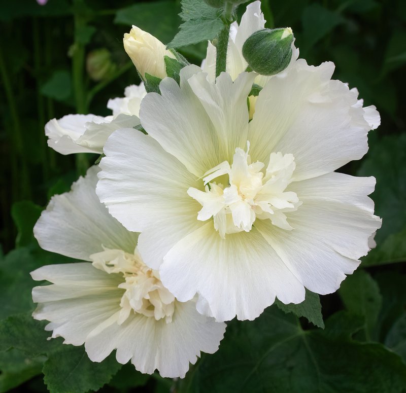 Hollyhock photo 3