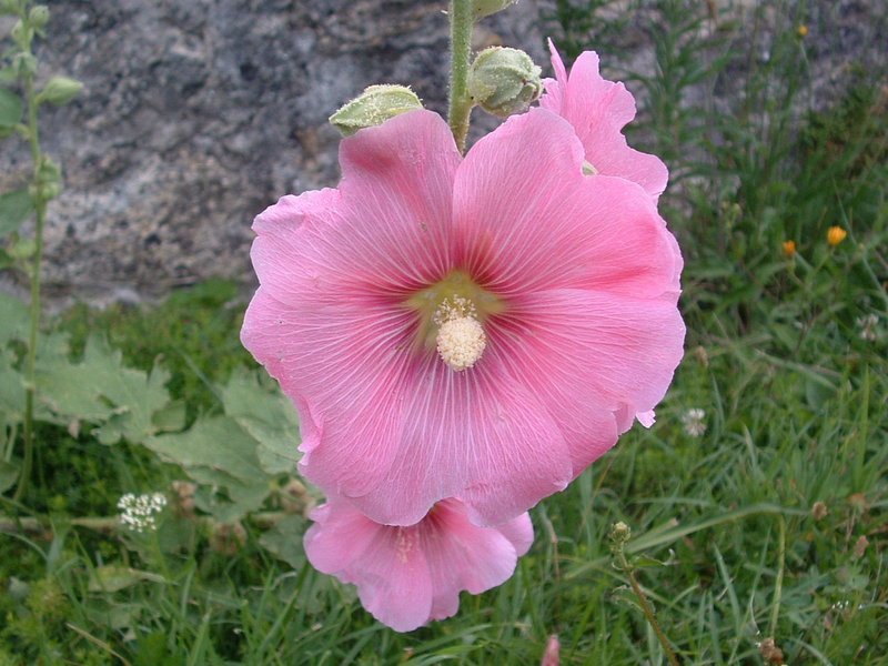 Hollyhock photo 4
