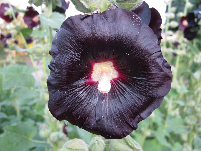 Hollyhock photo 5