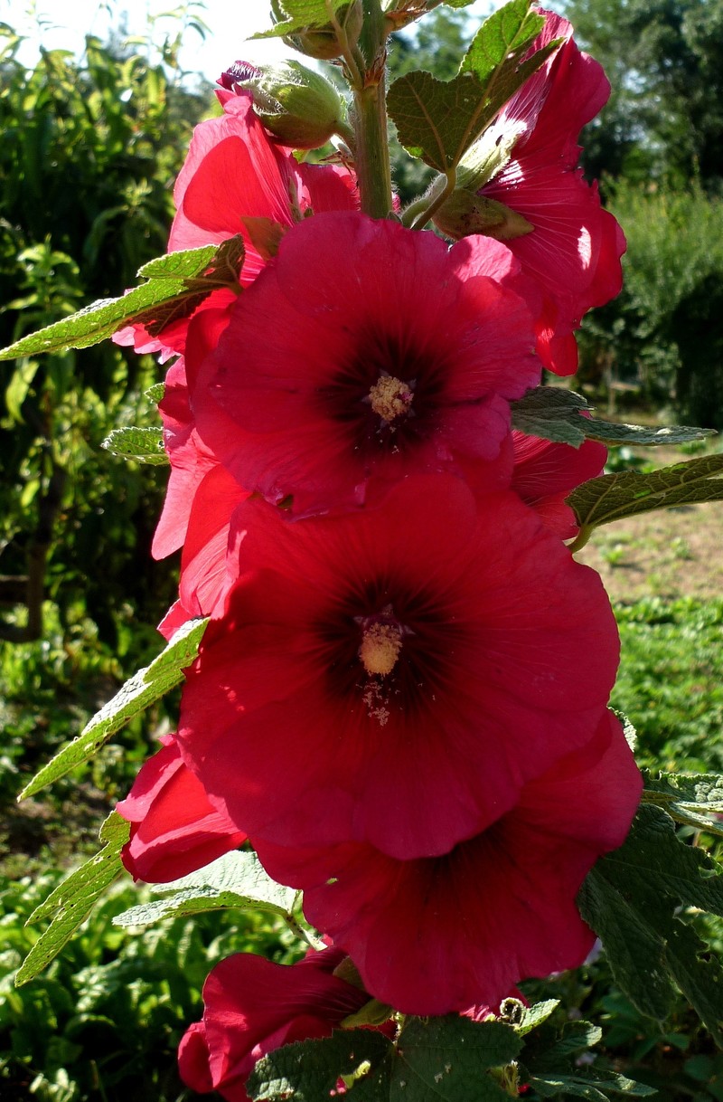Hollyhock photo 6
