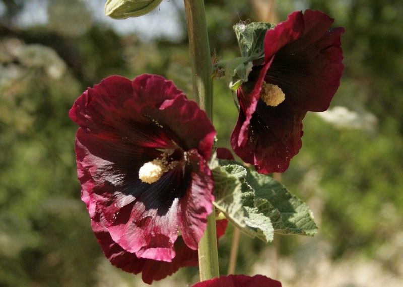 Hollyhock photo 7