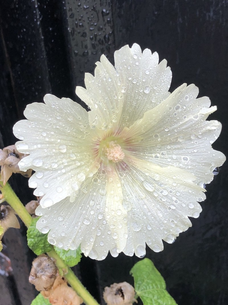 Hollyhock photo 8
