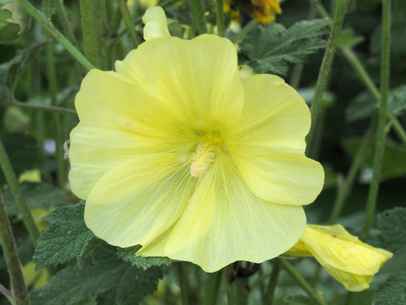 Alcea rugosa