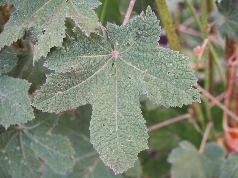 Alcea rugosa photo 2