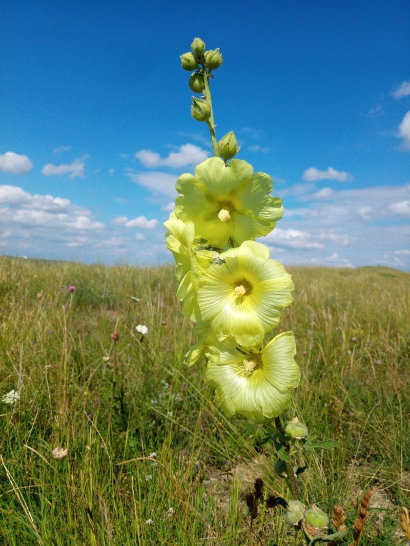 Alcea rugosa photo 3