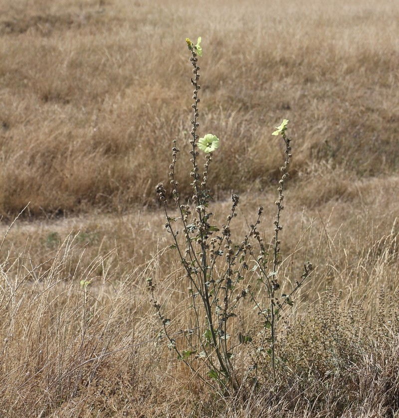 Alcea rugosa photo 4
