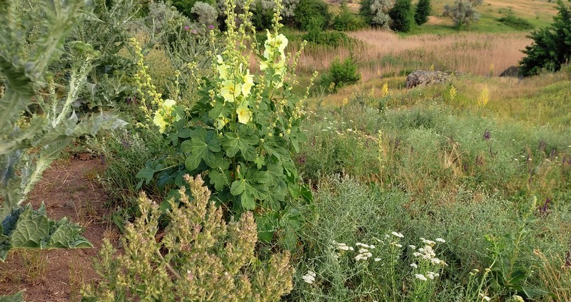 Alcea rugosa photo 6