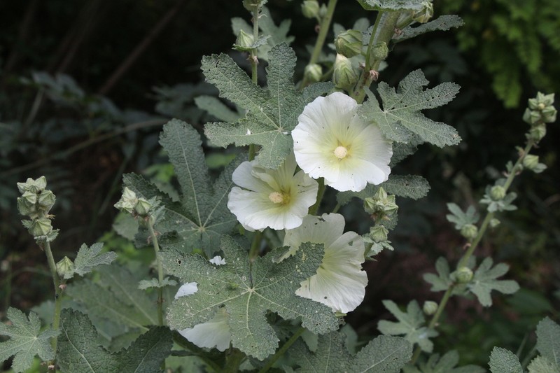 Alcea rugosa photo 8
