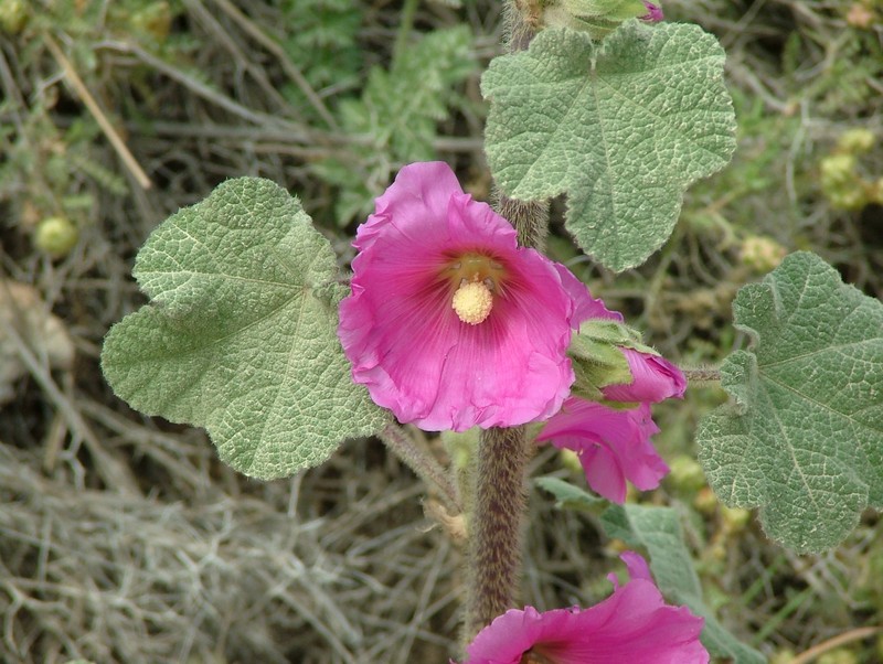 Alcea setosa