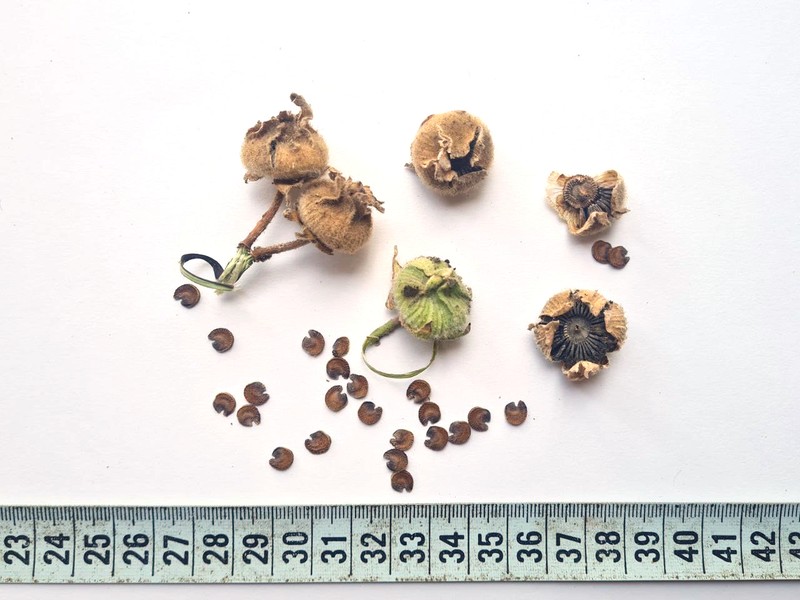 Alcea setosa photo 2