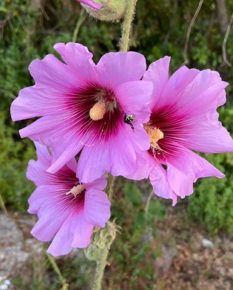 Alcea setosa photo 3