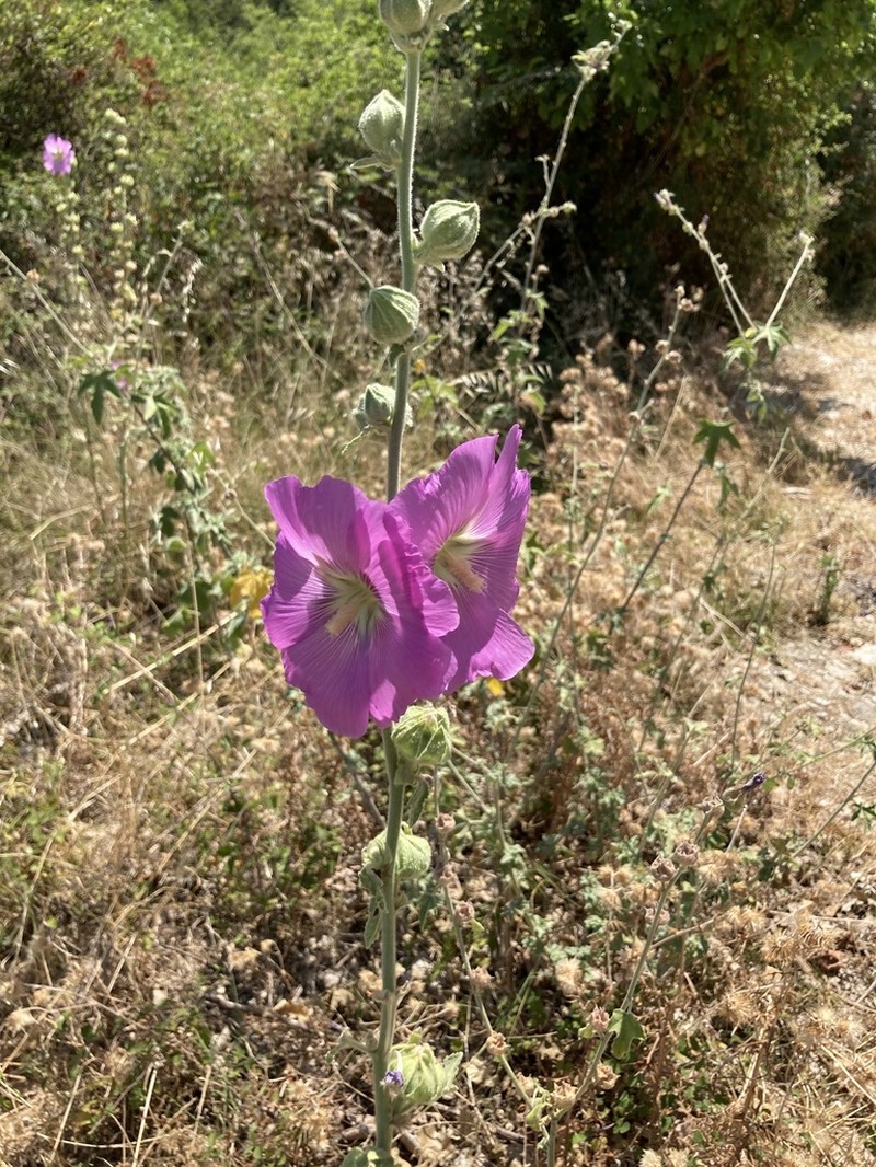 Alcea setosa photo 4
