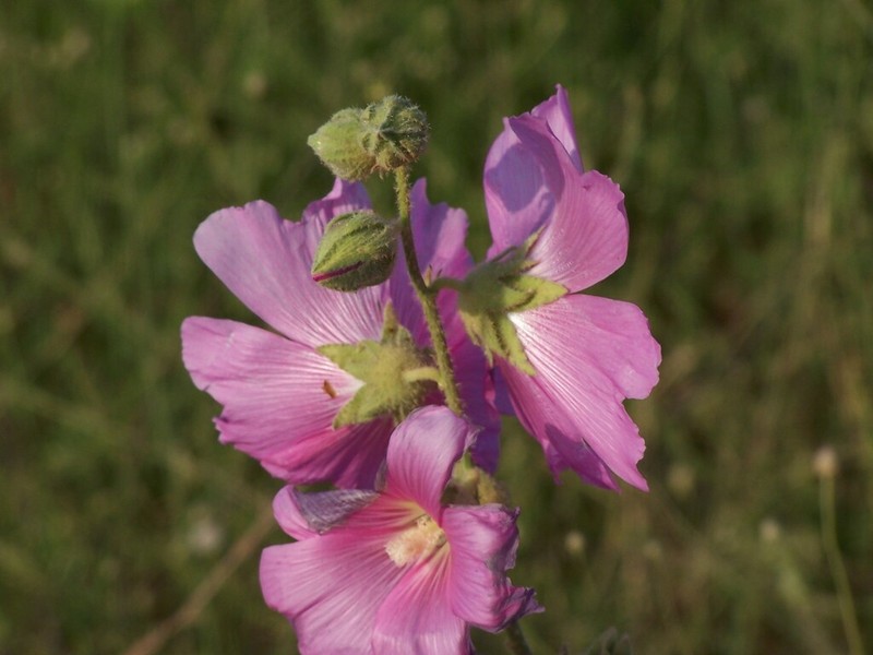 Alcea setosa photo 6