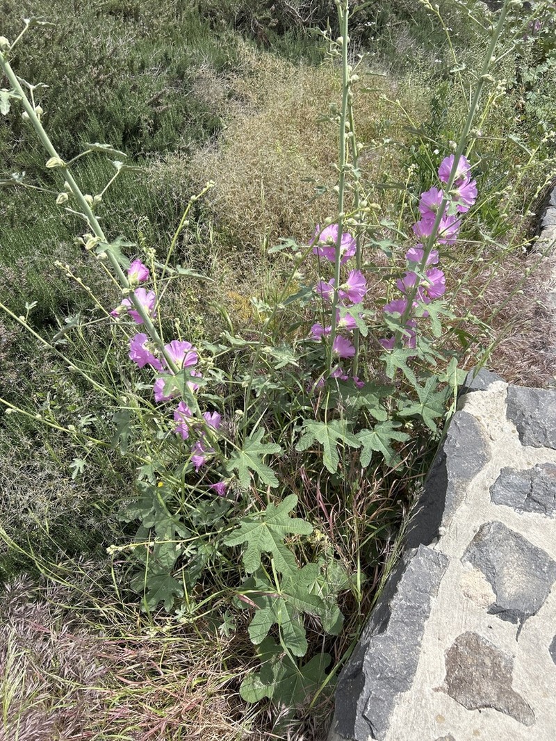 Alcea setosa photo 7