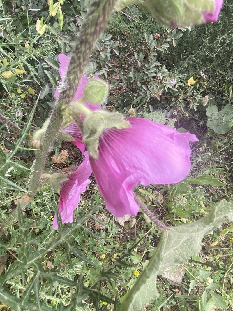 Alcea setosa photo 8