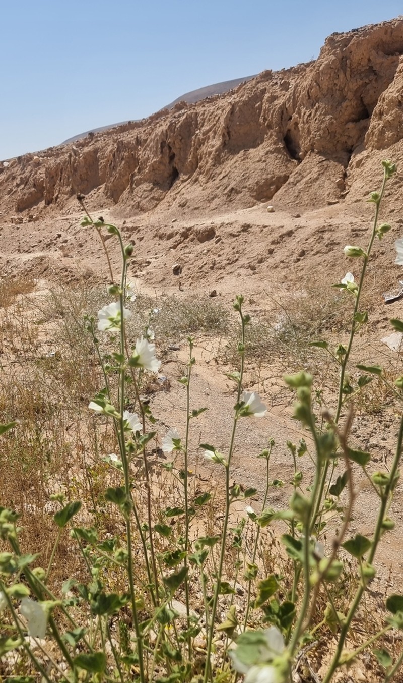 Alcea striata photo 2