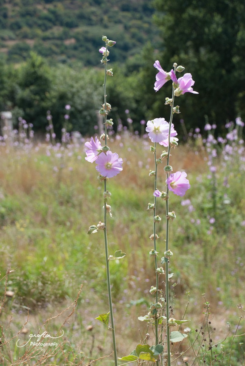 Alcea striata photo 3