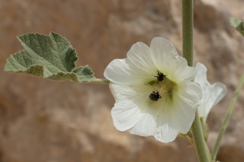 Alcea striata photo 4