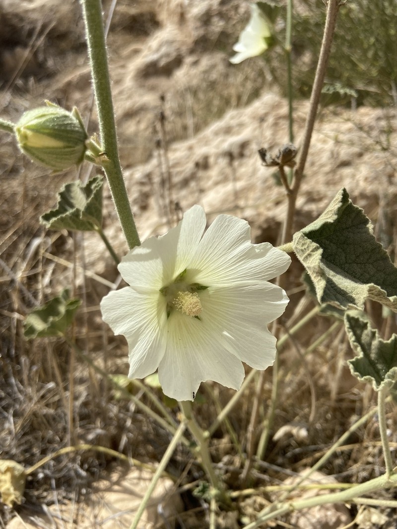 Alcea striata photo 5