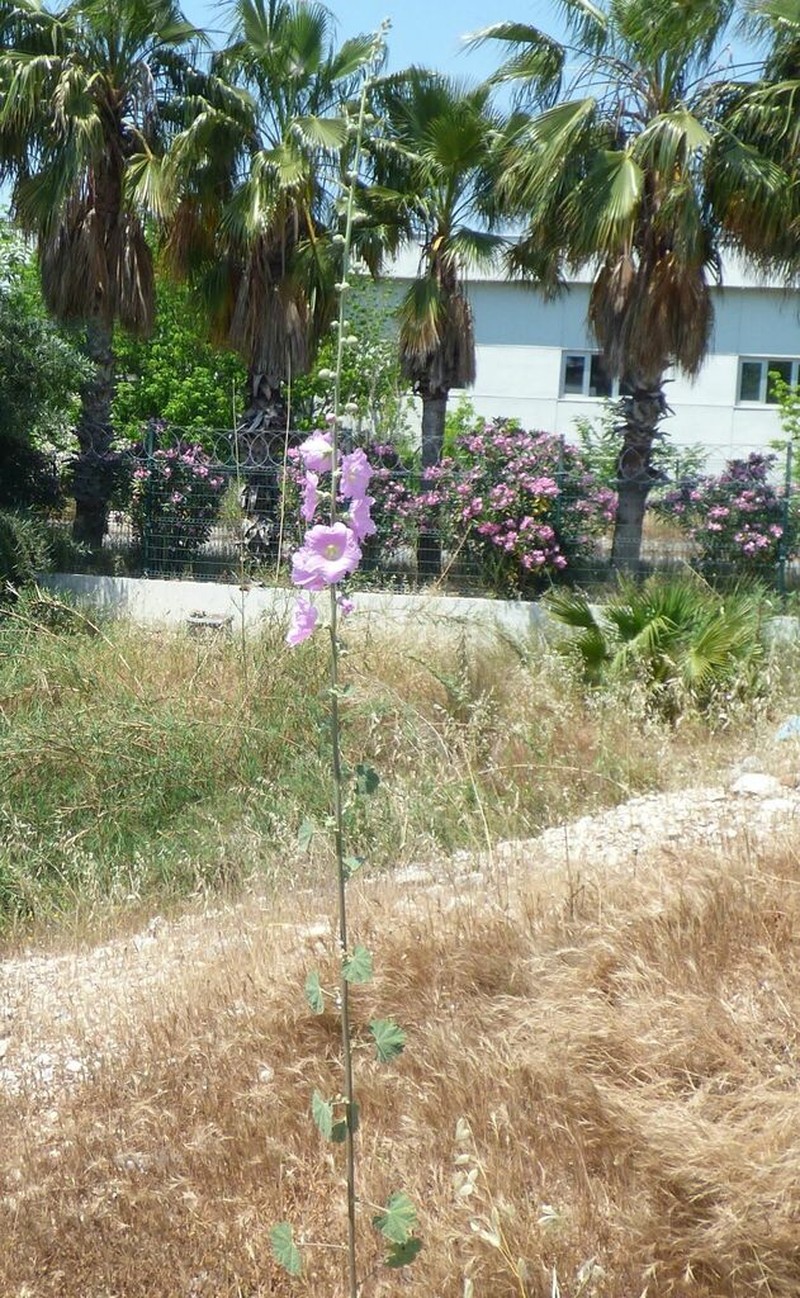 Alcea striata photo 6