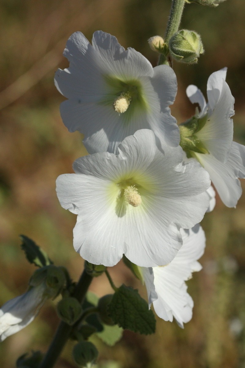 Alcea striata photo 7