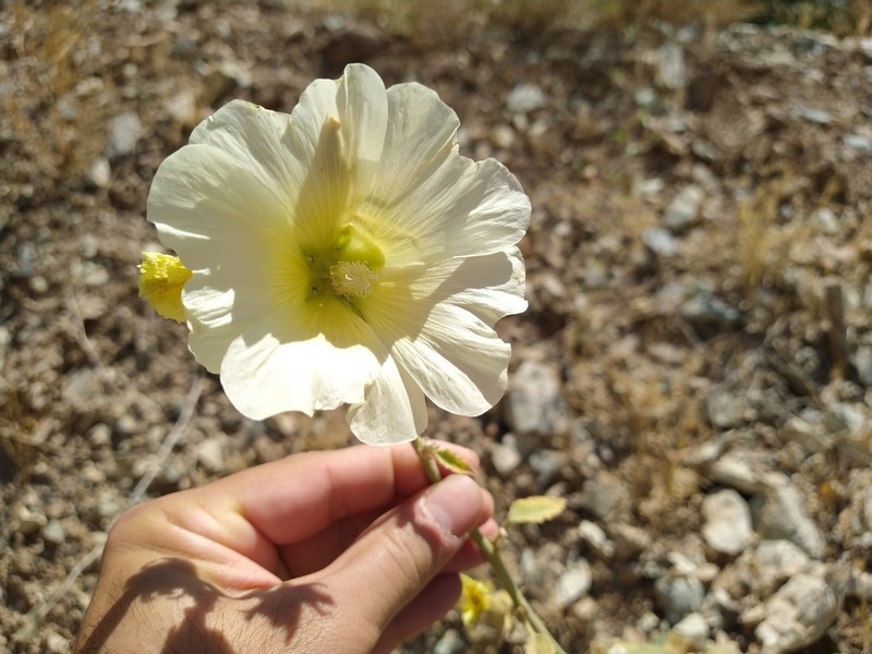 Alcea sulphurea