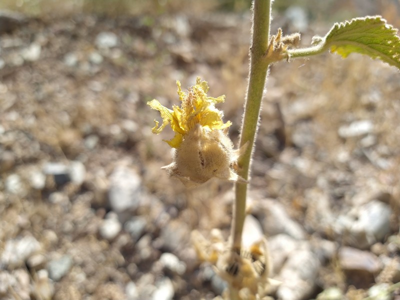 Alcea sulphurea photo 2